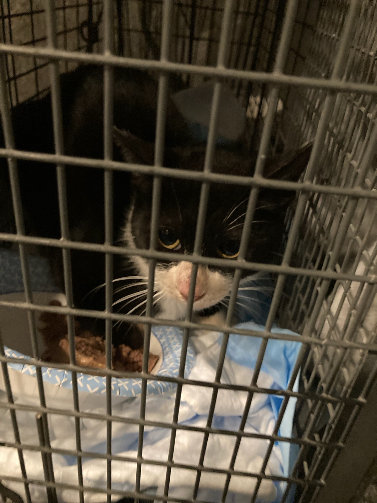 a wary tuxedo cat inside a cage covered with a piece of cloth. there is a bowl of wet food near her right front leg.